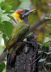 Picus chlorolophus