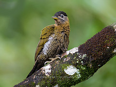 Picus viridanus