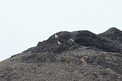 Tetraogallus tibetanus