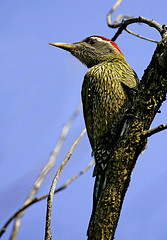 Picus xanthopygaeus