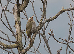 Picus squamatus