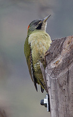 Picus vaillantii