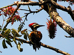 Dinopium benghalense
