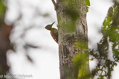 Chrysocolaptes lucidus