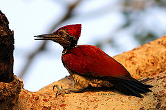 Chrysocolaptes haematribon