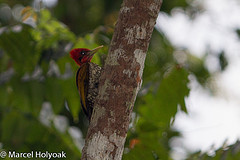 Chrysocolaptes erythrocephalus