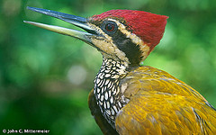 Chrysocolaptes strictus