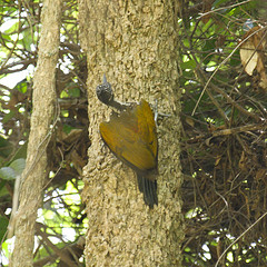 Chrysocolaptes guttacristatus