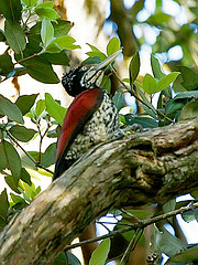 Chrysocolaptes stricklandi