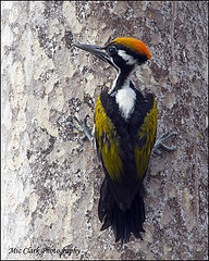 Chrysocolaptes festivus