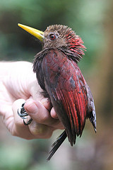 Blythipicus rubiginosus