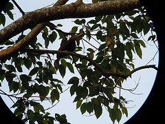 Blythipicus pyrrhotis