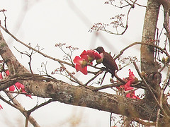 Micropternus brachyurus