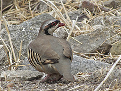 Alectoris chukar