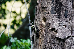 Meiglyptes jugularis