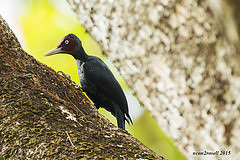 Mulleripicus funebris