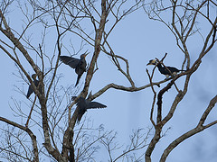 Mulleripicus pulverulentus