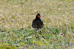 Phalcoboenus carunculatus