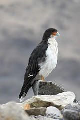 Phalcoboenus albogularis