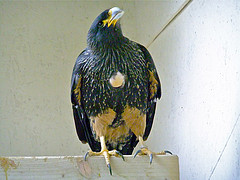 Phalcoboenus australis