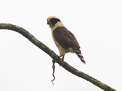 Herpetotheres cachinnans