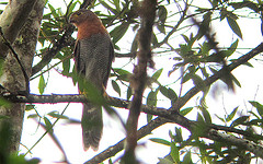 Micrastur ruficollis