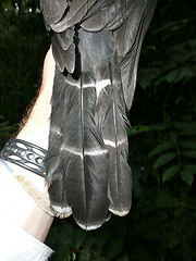 Micrastur gilvicollis