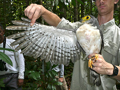 Micrastur mirandollei