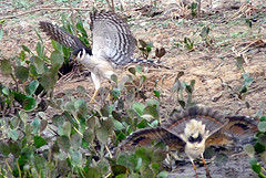 Micrastur semitorquatus