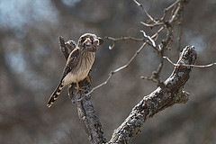 Spiziapteryx circumcincta