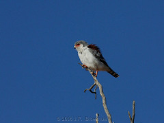 Polihierax semitorquatus