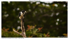 Microhierax latifrons