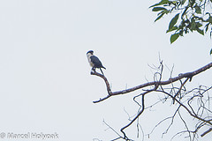 Microhierax erythrogenys