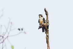 Microhierax melanoleucos