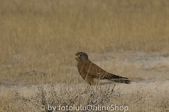 Falco rupicolus