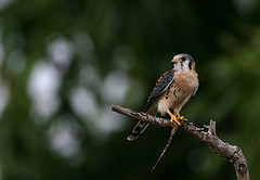 Falco sparverius