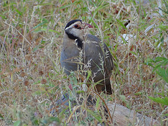 Alectoris melanocephala