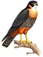 Falco deiroleucus