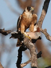 Falco longipennis