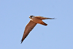 Falco hypoleucos