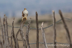 Falco mexicanus