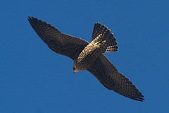 Falco peregrinus