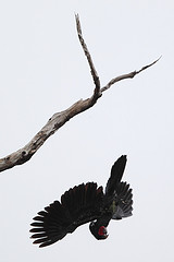 Probosciger aterrimus