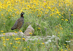 Francolinus francolinus