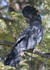 Calyptorhynchus banksii