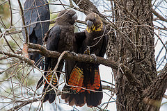 Calyptorhynchus lathami