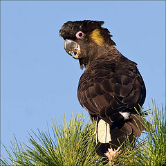 Calyptorhynchus funereus