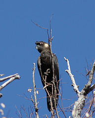 Calyptorhynchus latirostris