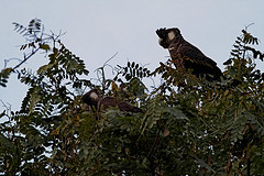 Calyptorhynchus baudinii