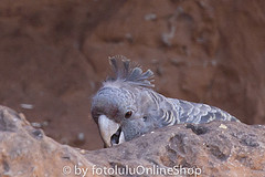 Callocephalon fimbriatum